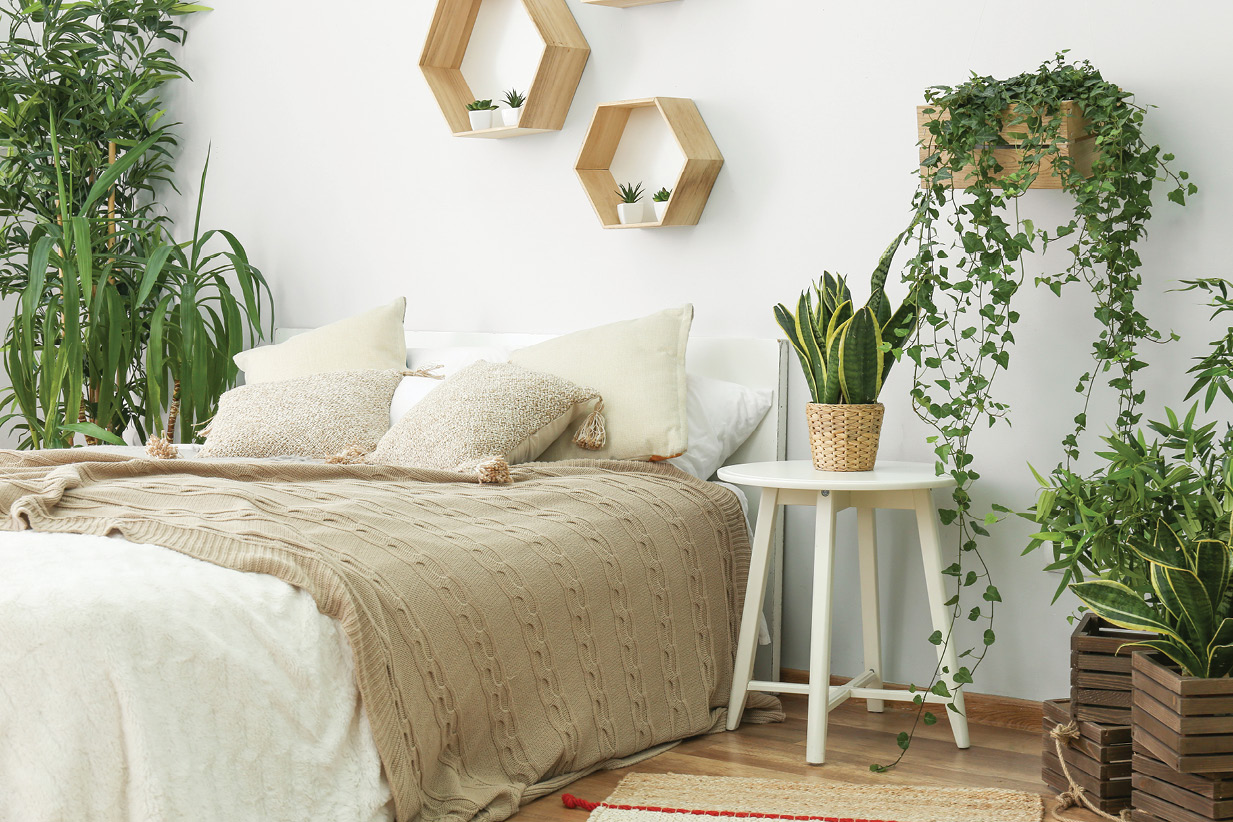 4 indoor plants that will help you relax and change the energy in your bedroom
