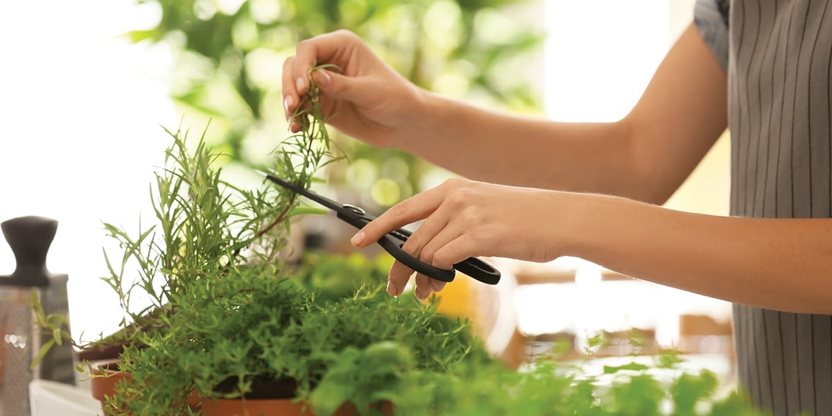 Δώστε χρώμα και άρωμα στην κουζίνα σας με αρωματικά φυτά
